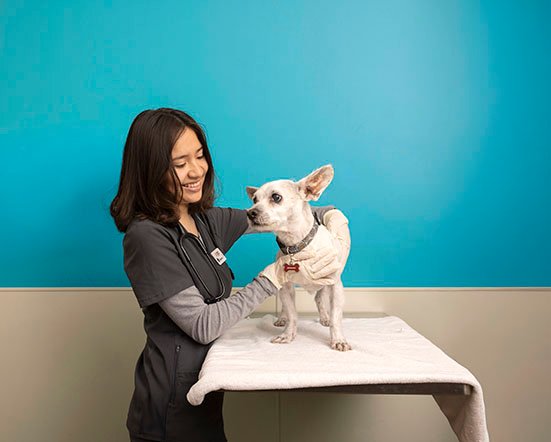 A smiling female veterinary professional in gray scrubs and a stethoscope examining a small white dog standing on a padded exam table against a bright blue wall.